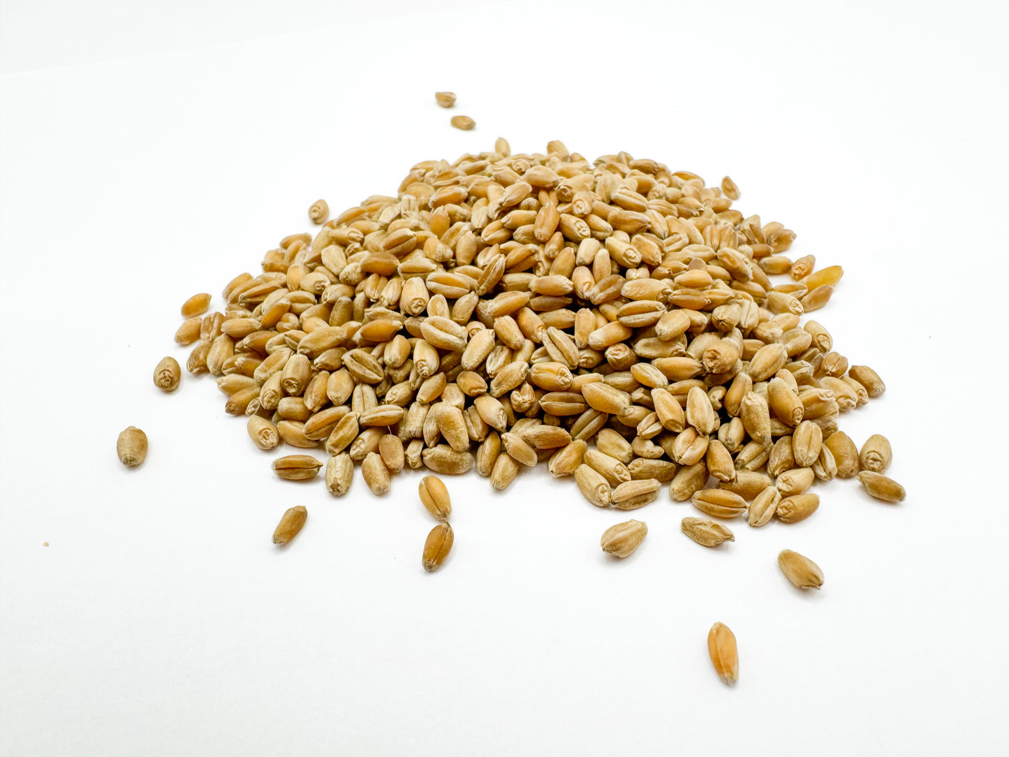 Organic, Hard White Spring Wheat Berries, Hi Gluten, Glyphosate Free.