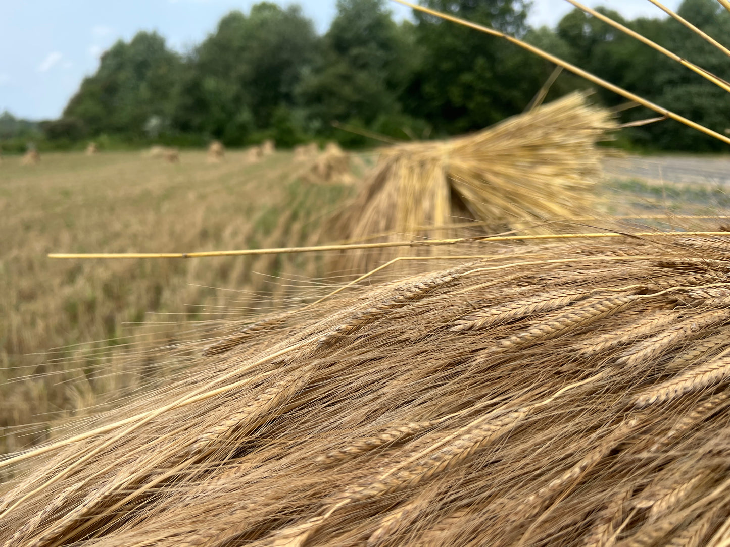 Puffed Einkorn Cereal (Unsweetened)