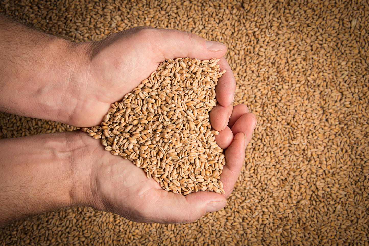 Organic, Hard White Spring Wheat Berries, Hi Gluten, Glyphosate Free.