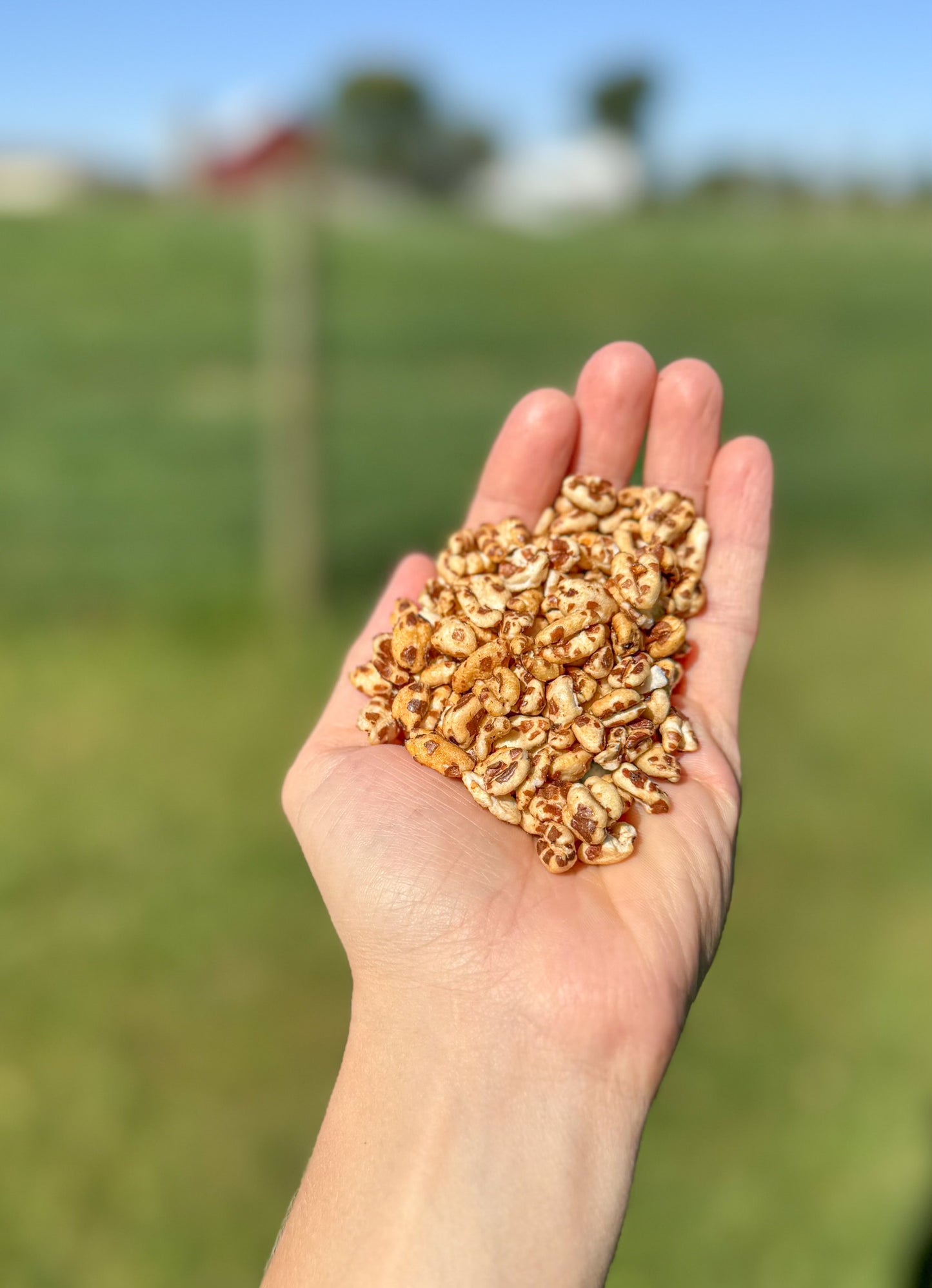 
                  
                    Honey Puffed Spelt Cereal
                  
                