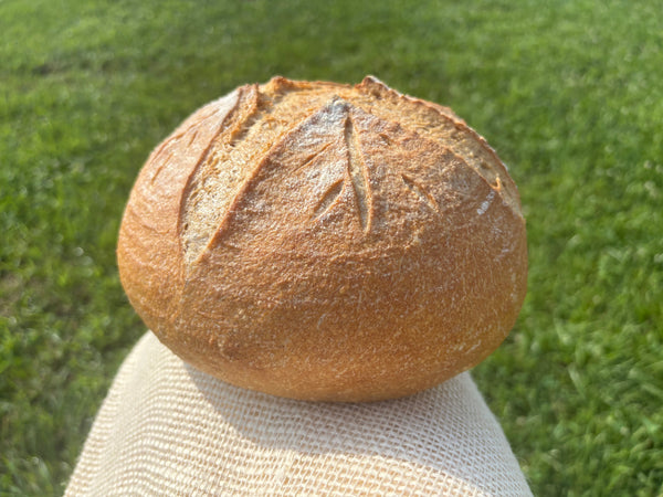 Sourdough made with Whole Einkorn