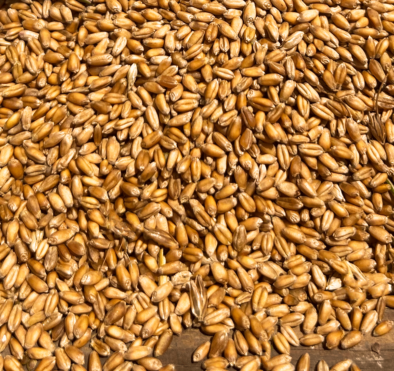 Organic hard red winter wheat berries country gourmet foods
