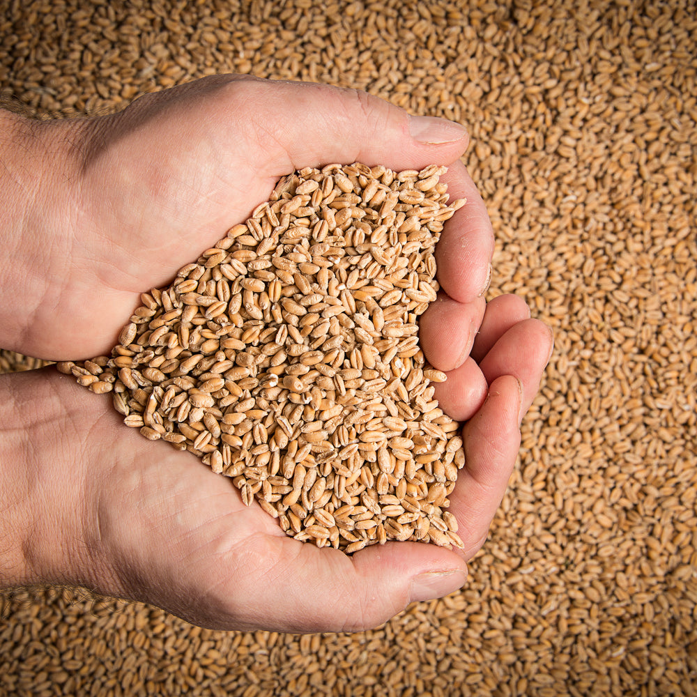
                  
                    Organic, Hard White Spring Wheat Berries, Hi Gluten, Glyphosate Free.
                  
                